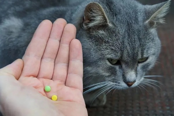 猫肠胃炎可以吃什么食物，可以吃猫罐头、羊奶粉等