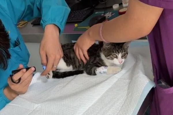 猫肠胃炎可以吃什么食物，可以吃猫罐头、羊奶粉等