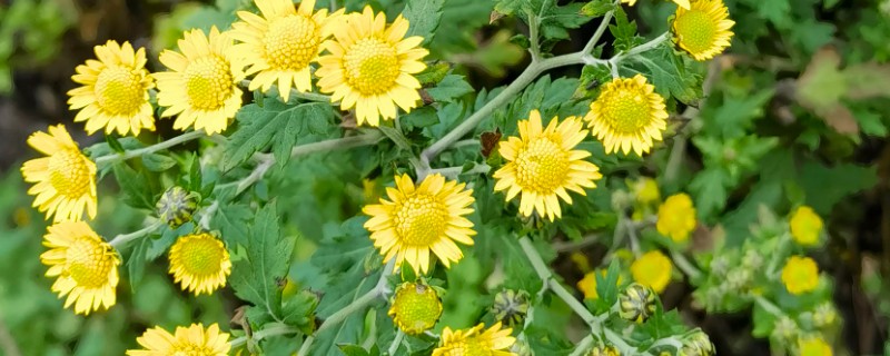 菊花的品种，常见的有野菊、墨菊等
