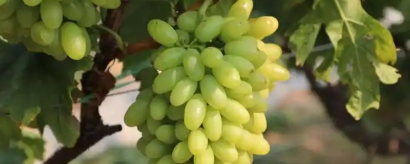 青提有什么品种，阳光玫瑰、维多利亚等品种很常见
