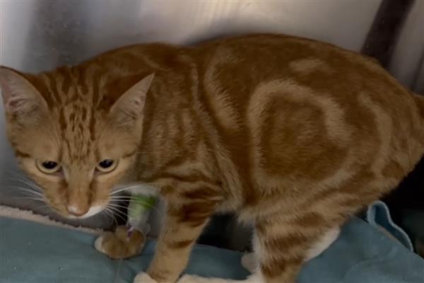 猫用嘴呼吸是否正常，可能是口腔疾病、呼吸道感染等原因引起