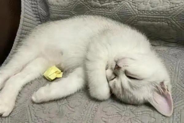 猫用嘴呼吸是否正常，可能是口腔疾病、呼吸道感染等原因引起