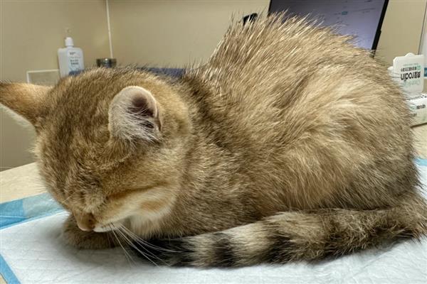 猫用嘴呼吸是否正常，可能是口腔疾病、呼吸道感染等原因引起