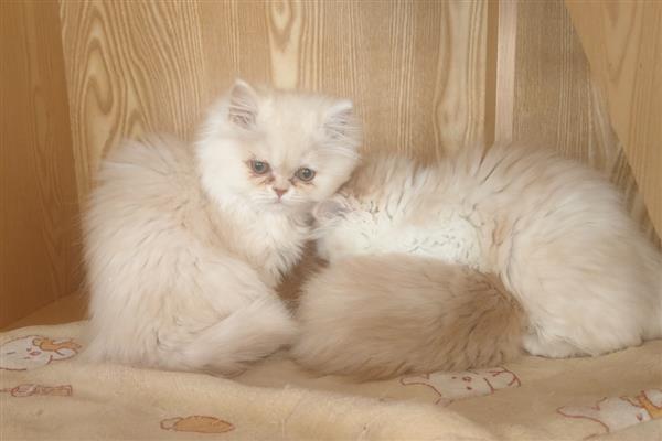 猫用嘴呼吸是否正常，可能是口腔疾病、呼吸道感染等原因引起