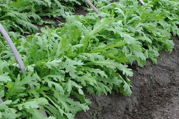 茼蒿的种植技术，春季通常在2-4月播种