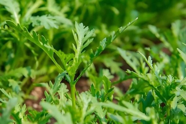 茼蒿的种植技术，春季通常在2-4月播种
