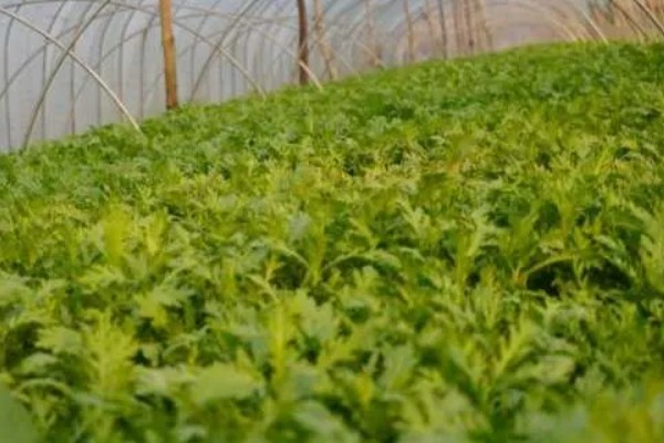 茼蒿的种植技术，春季通常在2-4月播种