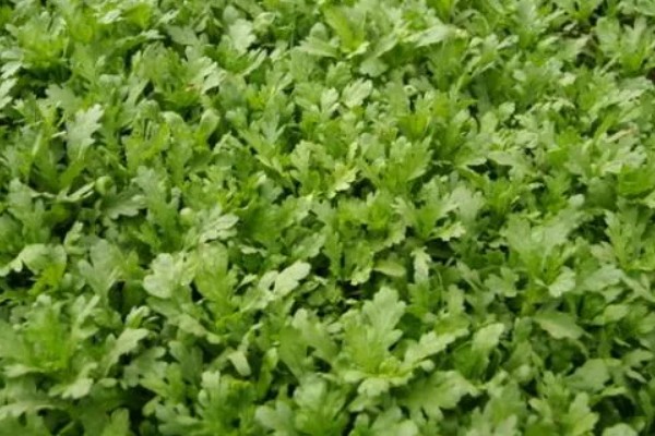 茼蒿的种植技术，春季通常在2-4月播种