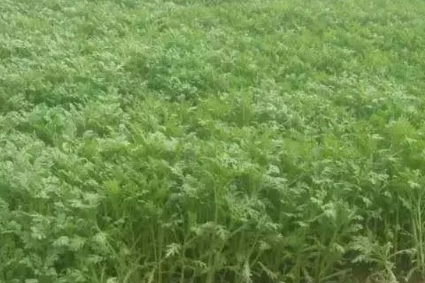 茼蒿的种植技术，春季通常在2-4月播种