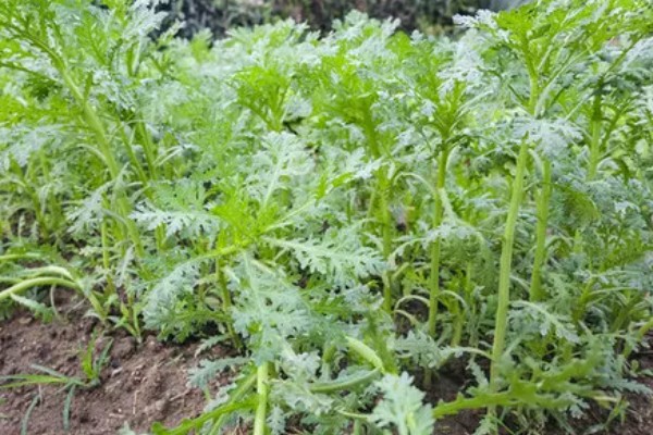 茼蒿的种植技术，春季通常在2-4月播种