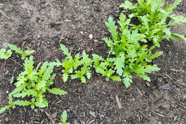 茼蒿的种植技术，春季通常在2-4月播种