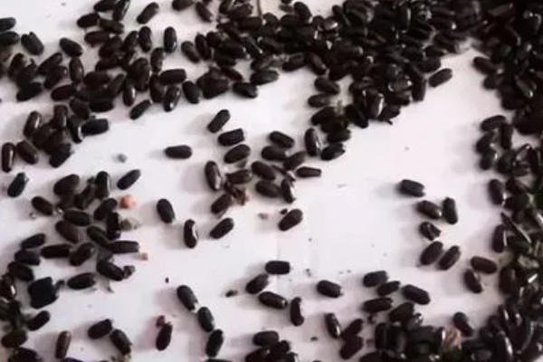 茼蒿的种植技术，春季通常在2-4月播种