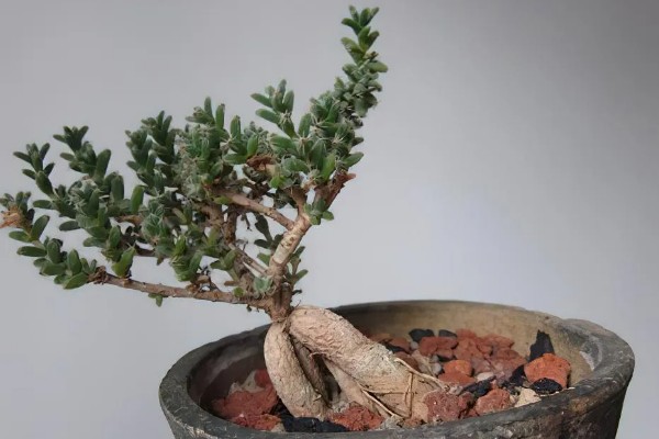 姬红小松怎么养殖，每天提供5小时以上的散射光