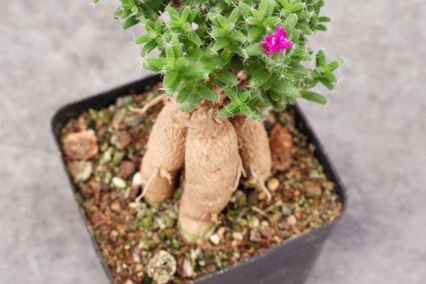 姬红小松怎么养殖，每天提供5小时以上的散射光