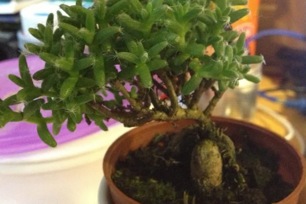 姬红小松怎么养殖，每天提供5小时以上的散射光