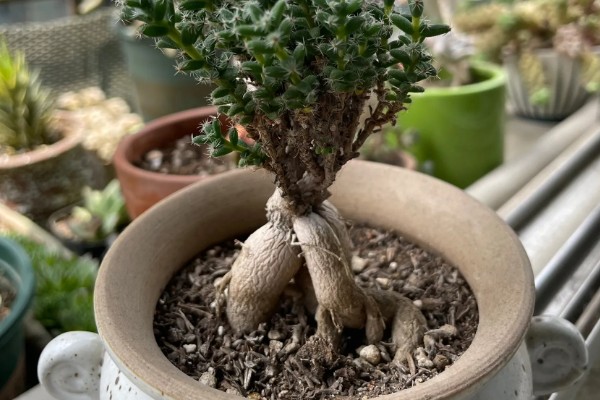 姬红小松怎么养殖，每天提供5小时以上的散射光