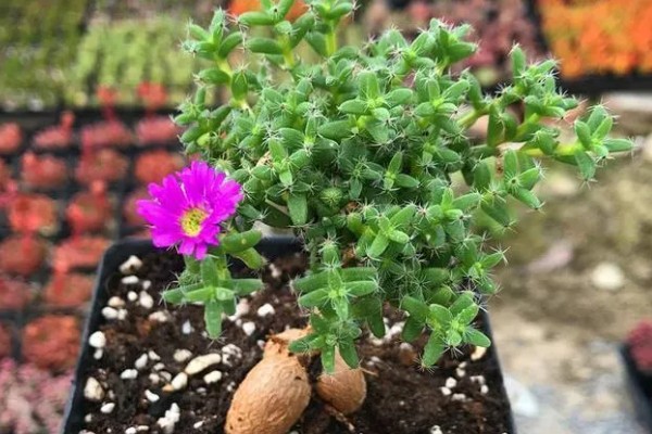 姬红小松怎么养殖，每天提供5小时以上的散射光