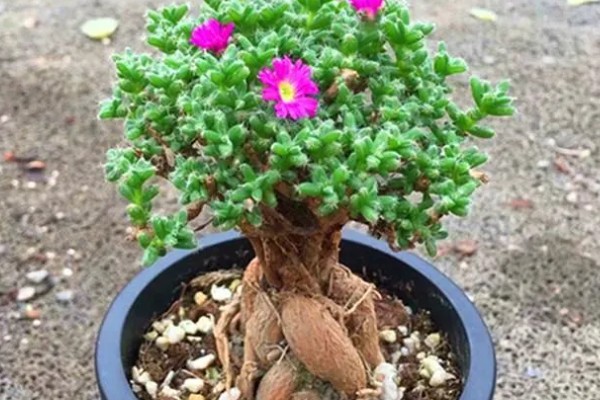 姬红小松怎么养殖，每天提供5小时以上的散射光