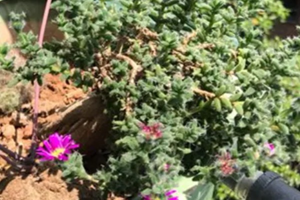 姬红小松怎么养殖，每天提供5小时以上的散射光