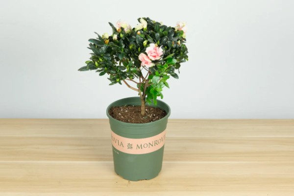 杜鹃花买来要换土吗，买来是不宜换土的