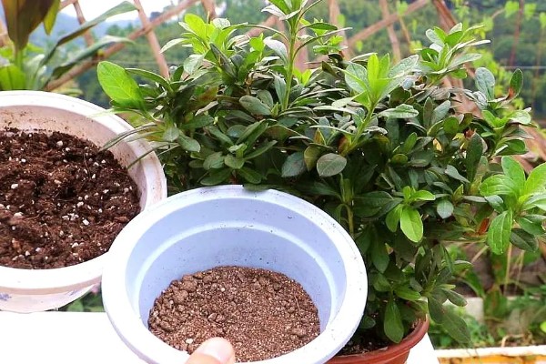 杜鹃花买来要换土吗，买来是不宜换土的