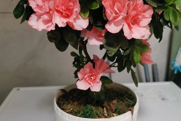 杜鹃花买来要换土吗，买来是不宜换土的