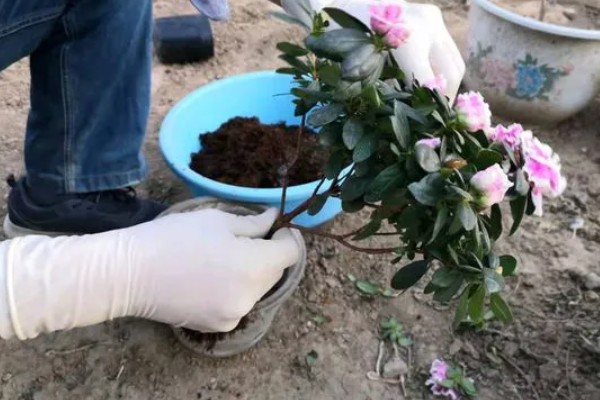 杜鹃花买来要换土吗，买来是不宜换土的