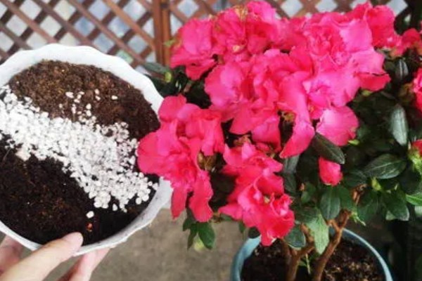 杜鹃花买来要换土吗，买来是不宜换土的