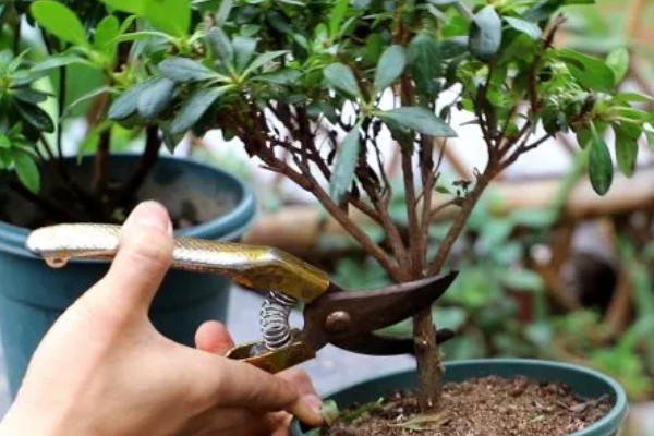 杜鹃花买来要换土吗，买来是不宜换土的