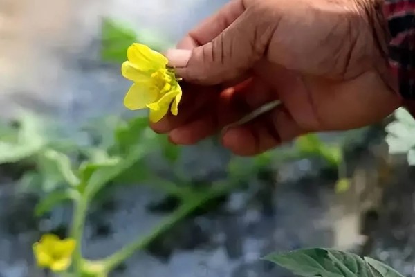 无籽西瓜的名称，全称叫做三倍体无籽西瓜