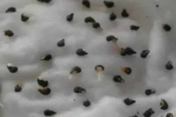 无籽西瓜的名称，全称叫做三倍体无籽西瓜
