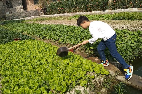 生菜浇水有什么讲究，根据季节的变化调整浇水次数