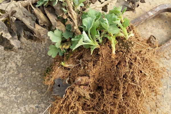 菊花冬季能不能在室外过冬，可在-5℃的环境中生存