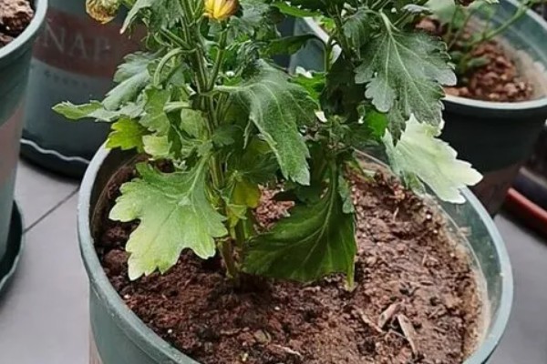 菊花冬季能不能在室外过冬，可在-5℃的环境中生存