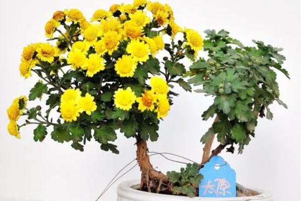 菊花冬季能不能在室外过冬，可在-5℃的环境中生存