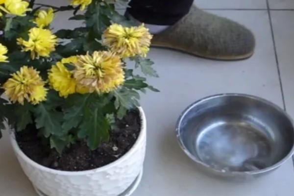 菊花冬季能不能在室外过冬，可在-5℃的环境中生存