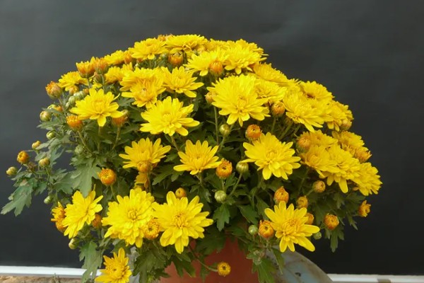 菊花冬季能不能在室外过冬，可在-5℃的环境中生存