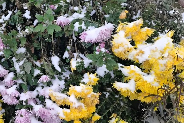 菊花冬季能不能在室外过冬，可在-5℃的环境中生存
