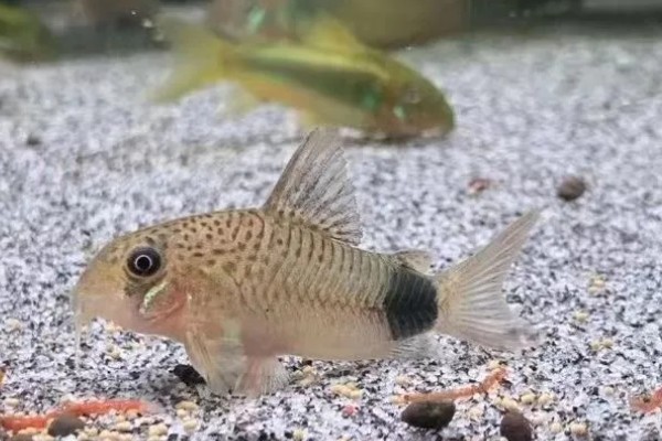 鼠鱼多大可以繁殖,需要两年才能成熟