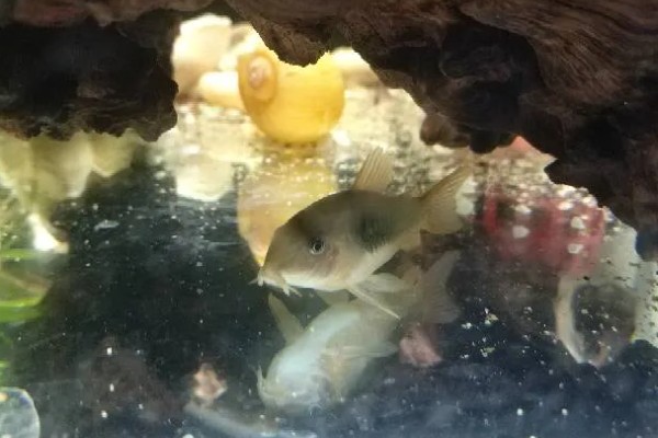 鼠鱼多大可以繁殖,需要两年才能成熟
