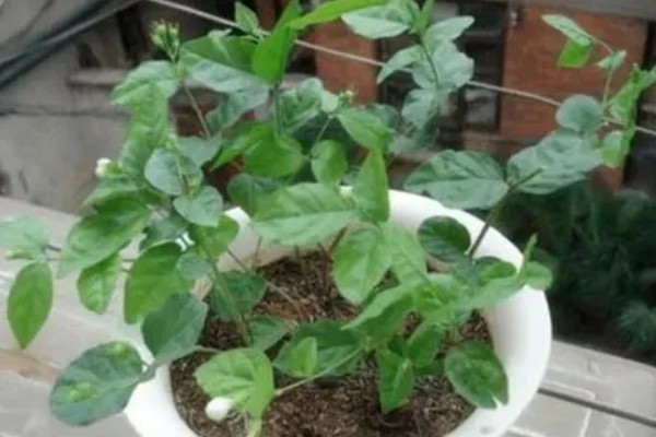 夏天怎么养扦插茉莉，要做好遮阴保护的措施