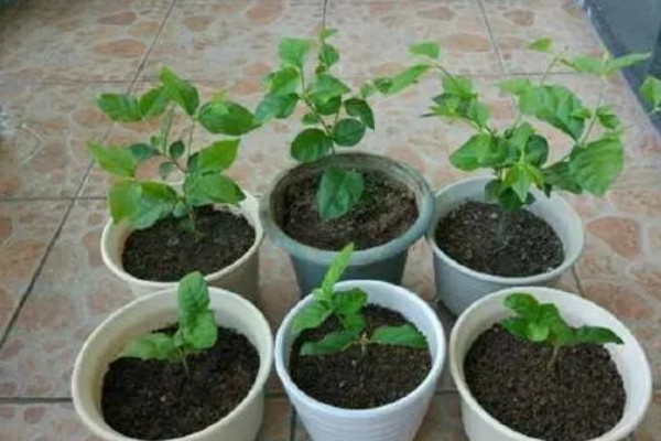 夏天怎么养扦插茉莉，要做好遮阴保护的措施