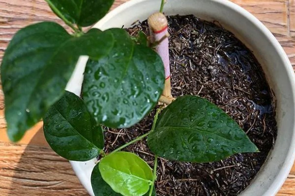 夏天怎么养扦插茉莉，要做好遮阴保护的措施