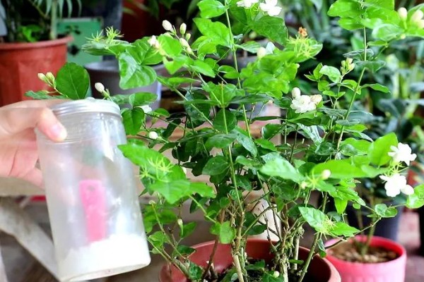 夏天怎么养扦插茉莉，要做好遮阴保护的措施