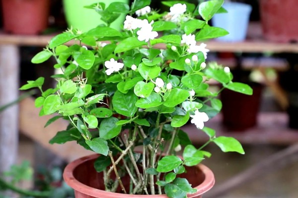 夏天怎么养扦插茉莉，要做好遮阴保护的措施