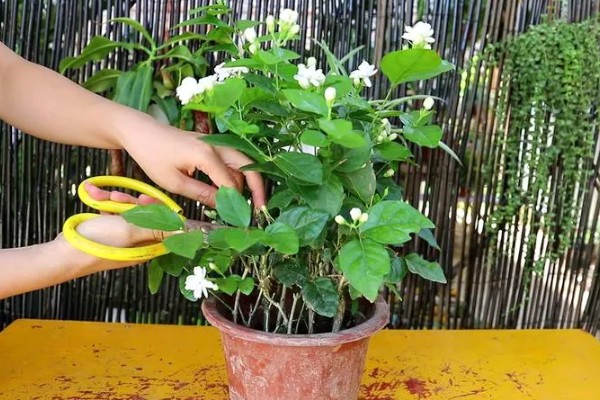夏天怎么养扦插茉莉，要做好遮阴保护的措施