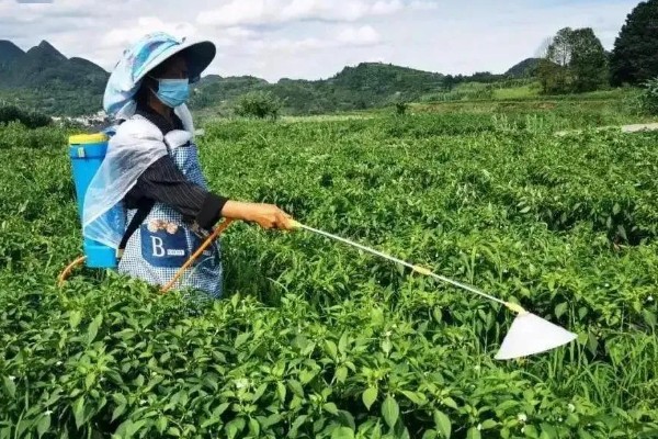 望天椒的高产栽培技术，首先需要选择优良品质