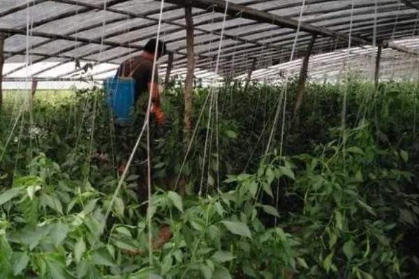 望天椒的高产栽培技术，首先需要选择优良品质