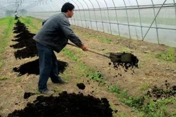 望天椒的高产栽培技术，首先需要选择优良品质