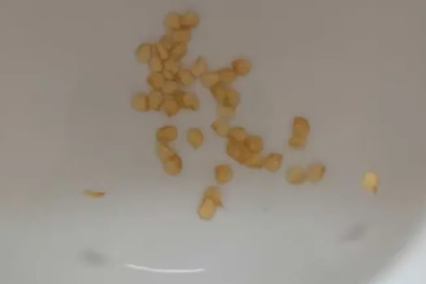 望天椒的高产栽培技术，首先需要选择优良品质